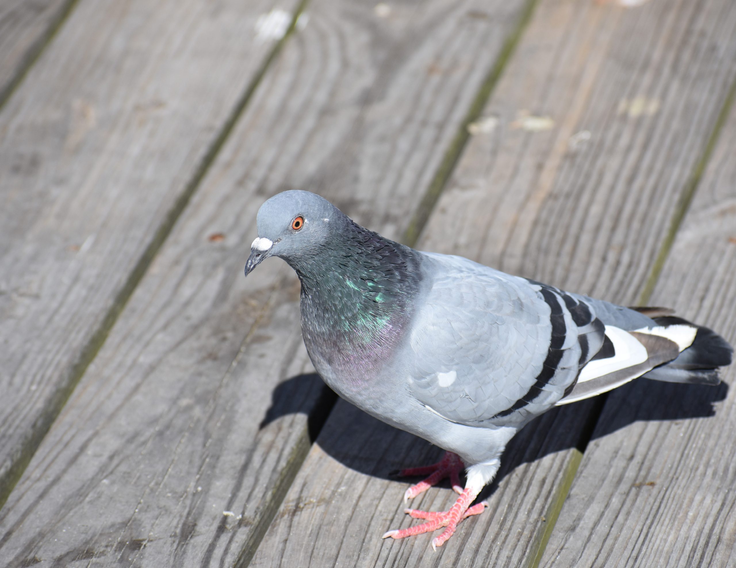 Pigeon